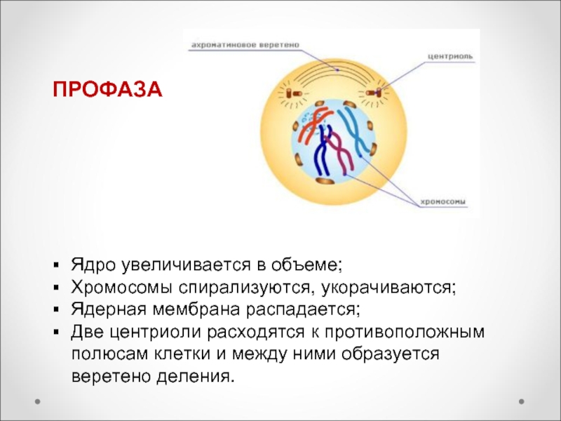 Хромосомы расходятся к полюсам клетки. Профаза ядро ядерные оболочки ядрышки. Ядрышко в профазе. Профаза ядро и хромосомы. Профаза хромосомы спирализуются.