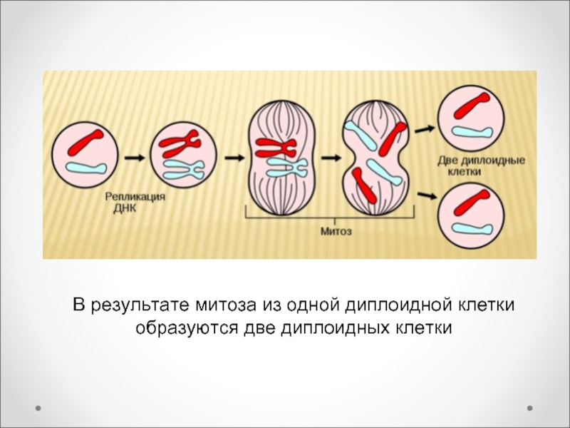 В результате митоза одна материнская клетка. Митоз. Митоз диплоидной клетки. Результат митоза. Деление диплоидной клетки.