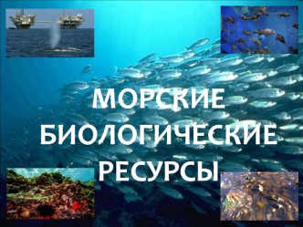 Морские биологические ресурсы