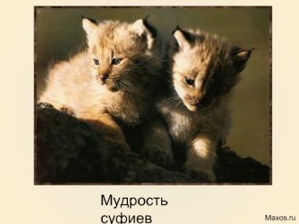 Мудрость суфиев