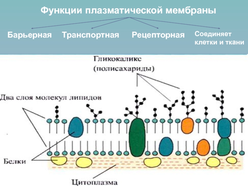 Схема строения плазматической мембраны