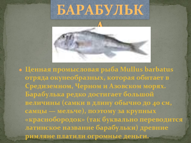 Рыбы в азовском море список с фото