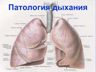 Патология дыхания