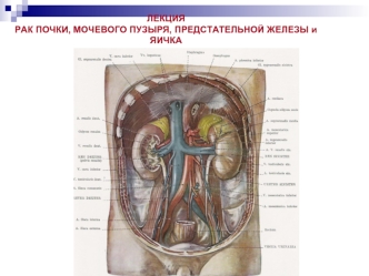 Рак почки, мочевого пузыря, предстательной железы и яичка