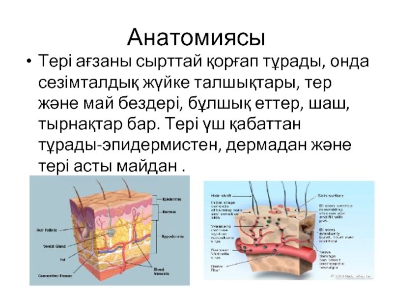 Тері аурулары презентация