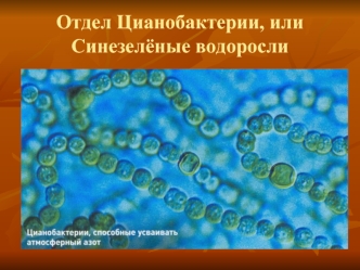 Отдел Цианобактерии, или Сине-зелёные водоросли