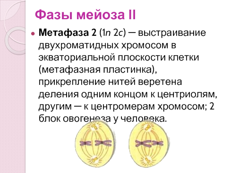 Гаплоидная клетка с двухроматидными хромосомами. Метафаза 3 мейоза. Метафаза 1 и 2. Метафаза 2. Метафаза мейоза 1.