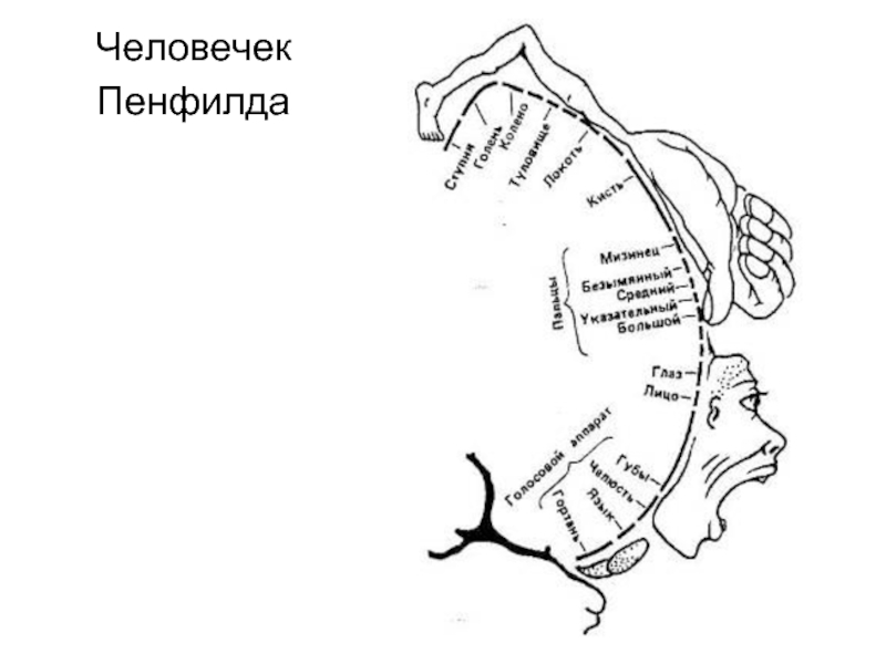 Человечек пенфилда картинка