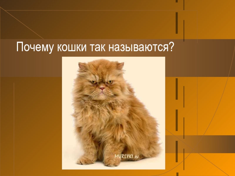 Почему кошку зовут кошку. Почему это так называется кошка. Кошки для презентаций разные. Почему кота назвали котом. Презентация какие кошки бывают.