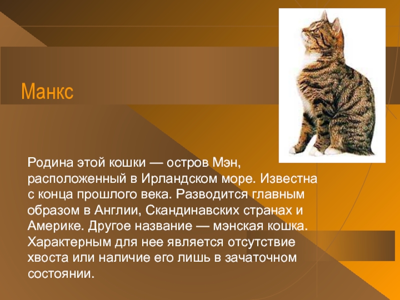 Почему кошку зовут кошку. Интересные факты о кошках. Кошки бывают разные. Биография о кошках. Мифы о кошках.