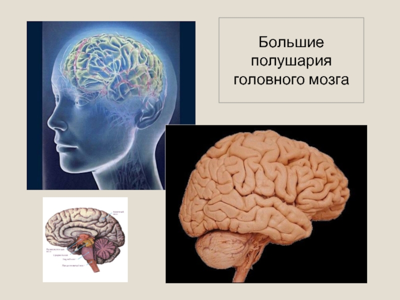 Доклад по теме Вещества головного мозга