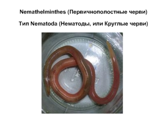 Первичнополостные черви. Тип Nematoda (Нематоды, или Круглые черви)