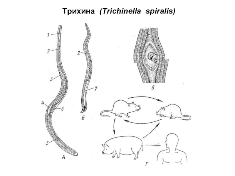 Личинки трихинеллы. ЖЦ трихинеллы. Трихинелла Спиралис Спиралис. Трихинелла спиральная морфология.