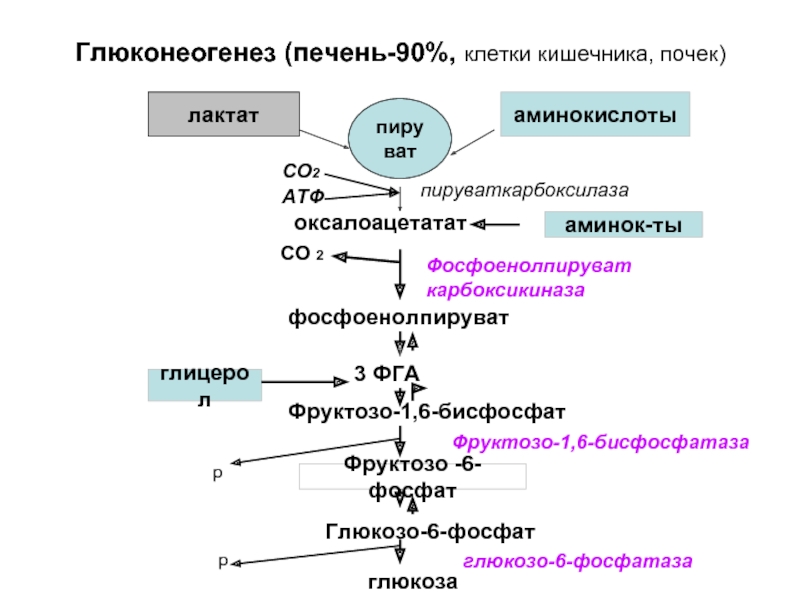 Глюконеогенез из лактата схема