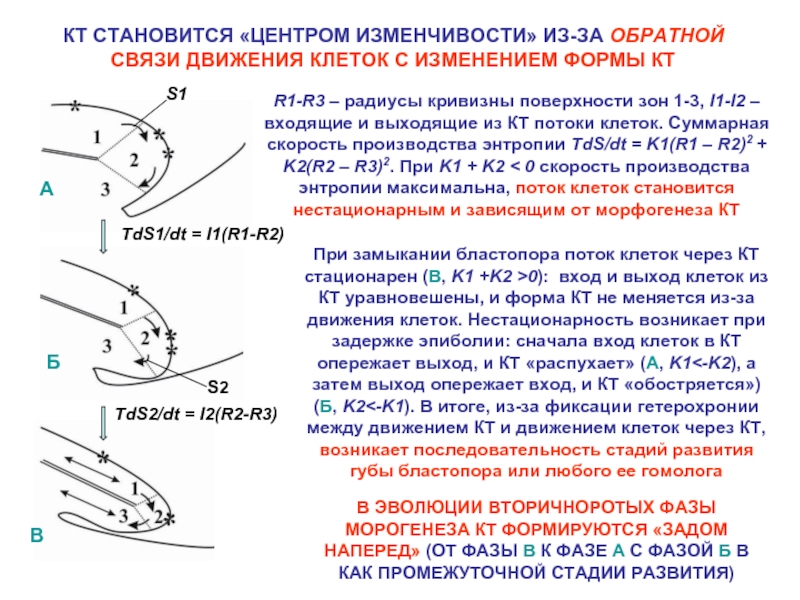 Движение клетки. Промежуточный этап фиксация результатов. Гетерохрония сердца.