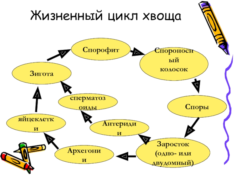 Схема развития хвоща