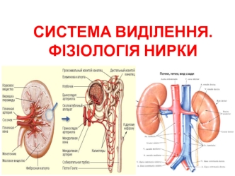 Система виділення. Фізіологія нирки