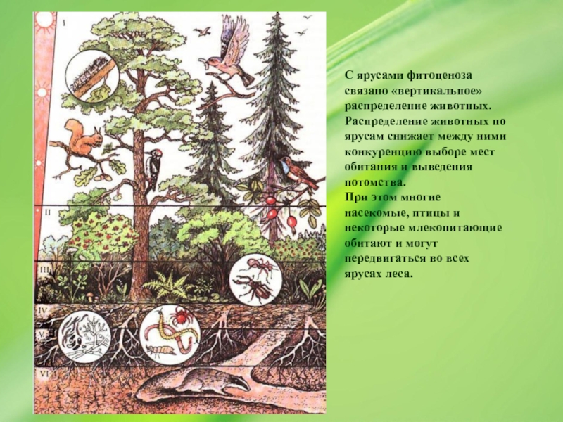 Растительное сообщество леса 7 класс биология. Ярусность лесного фитоценоза. Ярусность в хвойном лесу. Подземные ярусы леса. Этажи леса ярусность в лесу.