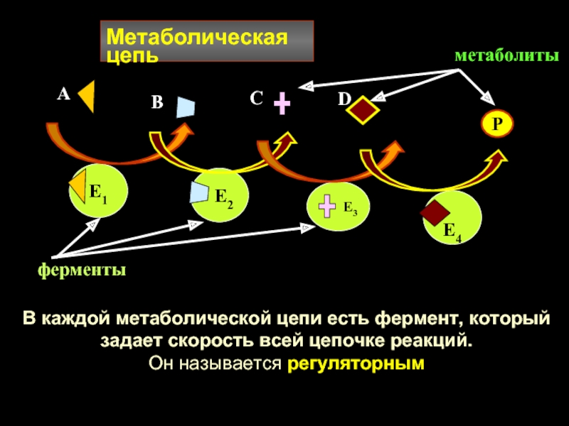 Регуляция активности ферментов презентация