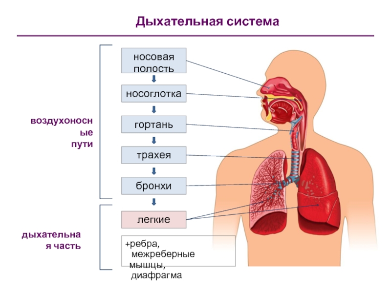 Строение дыхательной системы человека фото