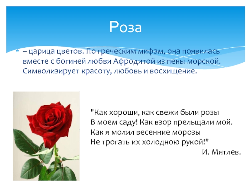 Суть розы. Презентация на тему роза царица цветов. Я роза царица цветов. Роза Королева цветов. Роза царица цветов стишок.