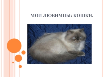 Мои любимцы: кошки.