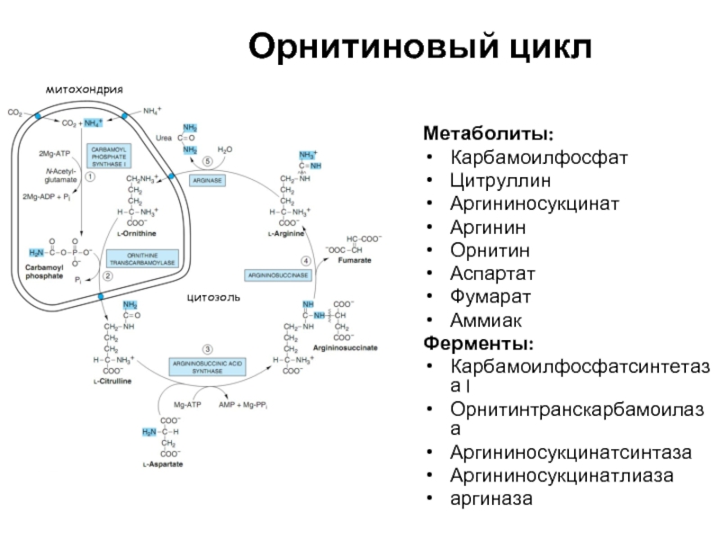 Промежуточное циклу. Орнитиновый цикл ферменты. Орнитиновый цикл биохимия. Митохондриальный фермент орнитинового цикла:. Метаболиты орнитинового цикла.