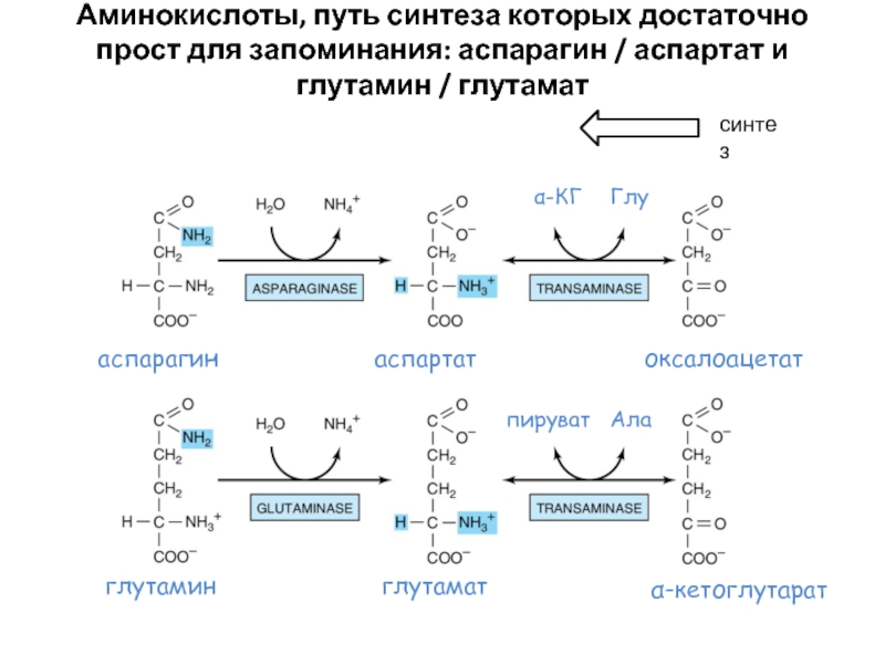 Аспартат. Аспартат и пируват. Пируват оксалоацетат аспартат аспарагин. Аспартат и пируват реакция. Пируват и глутамат Синтез.