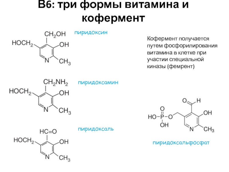 Синтез кофермента. Витамин b6 кофермент. Кофермент витамина в6. Витамин в6 структура. Пиридоксальфосфат витамин в6.
