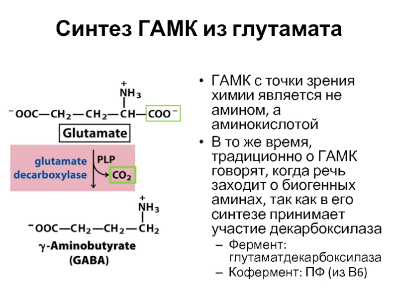 Синтез белка витамины. Синтез гамма аминомасляной кислоты. Синтез биогенных Аминов ГАМК. Схема синтеза ГАМК. Реакция синтеза ГАМК.