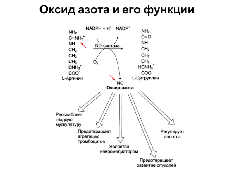 Соединения азота в организме