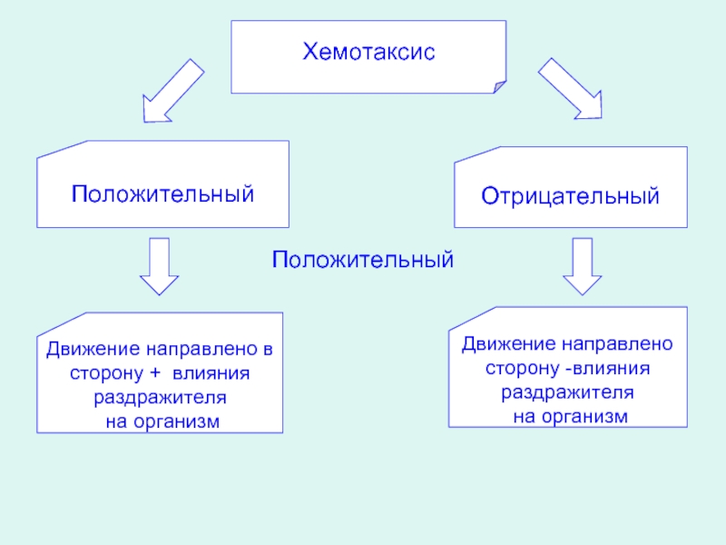 Изучение хемотаксиса. Хемотаксис. Отрицательный хемотаксис. Положительный хемотаксис. Хемотаксис положительный и отрицательный.