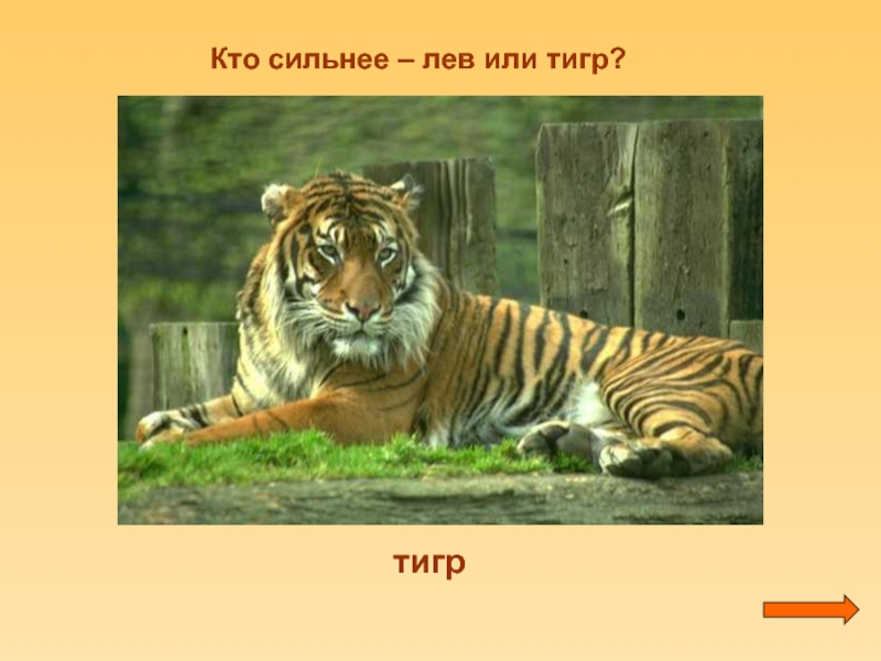 Кто сильнее тигр или. Лев сильнее тигра. Тигр сильнее Льва. Кто сильнее Лев или тигр. Ктотсильнее тигр или Лев.