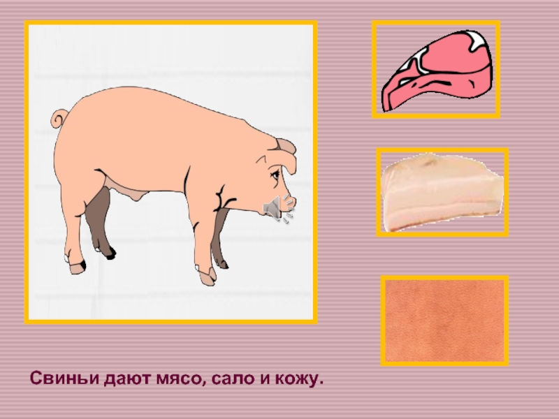 Свиньи дают мясо, сало и кожу.