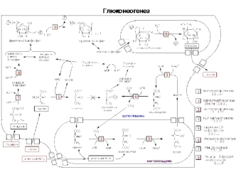 Биосинтез глюкозы из неуглеводных предшественников носит название глюконеогенез. Пируват обеспечивает вхождение предшественников в этот процесс. Глюконеогенез.