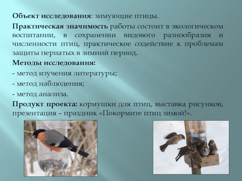 Методы изучения птиц. Методы исследования птиц. Исследования по изучению птиц. Проектная работа зимующие птицы.