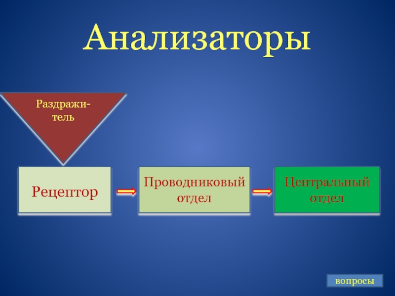 Презентация по теме анализаторы