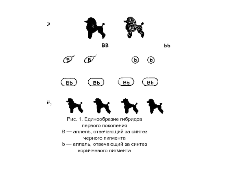 Единообразие. Дигибридное скрещивание собак. Единообразие гибридов дигибридное скрещивание. Задачи на единообразие гибридов первого поколения. Моногибридное скрещивание собак.