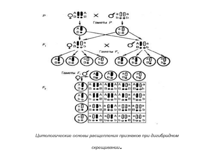 Расщепление признаков. Цитологические основы дигибридного скрещивания схема. Моногибридное скрещивание цитологические основы расщепления. Цитологические основы моногибридного расщепления. Цитологические основы наследования, расщепления..