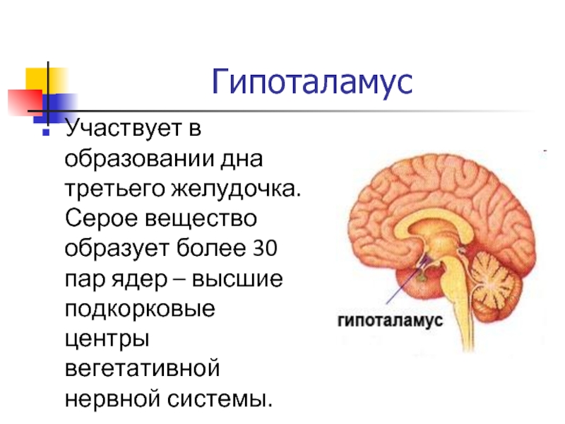 Гипоталамус это простыми словами. Высшие подкорковые центры вегетативной нервной системы. Гипоталамус центры ВНС. Подкорковые центры гипоталамус. Гипоталамус расположение в мозге.