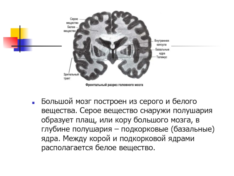 Общая схема локализации белого и серого вещества головного мозга