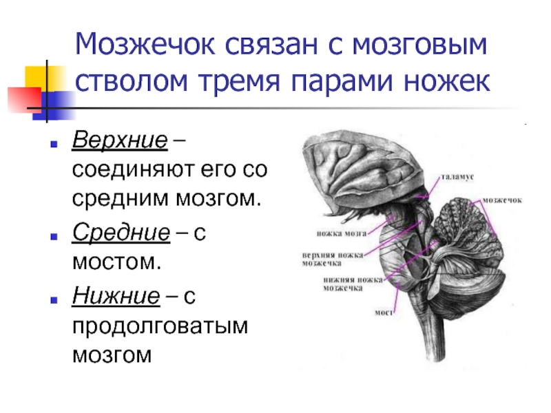 Ядра мозжечка