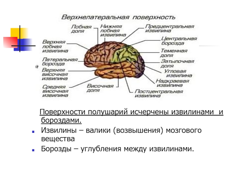 Схема борозд и извилин верхнелатеральной поверхности левого полушария