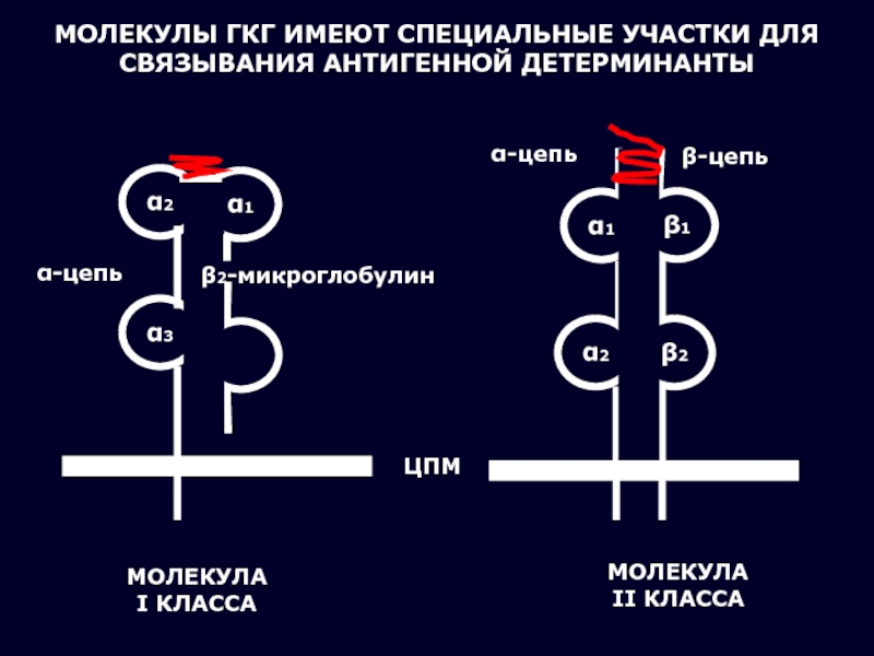 Схема строения молекулы мнс