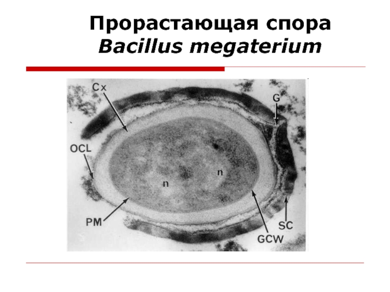 Прорастающая спора. Споры прорастание споры у бактерий. Bacillus megaterium споры. При размножении бактерии рода Bacillus.