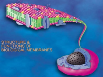 Structure & functions of biological membranes