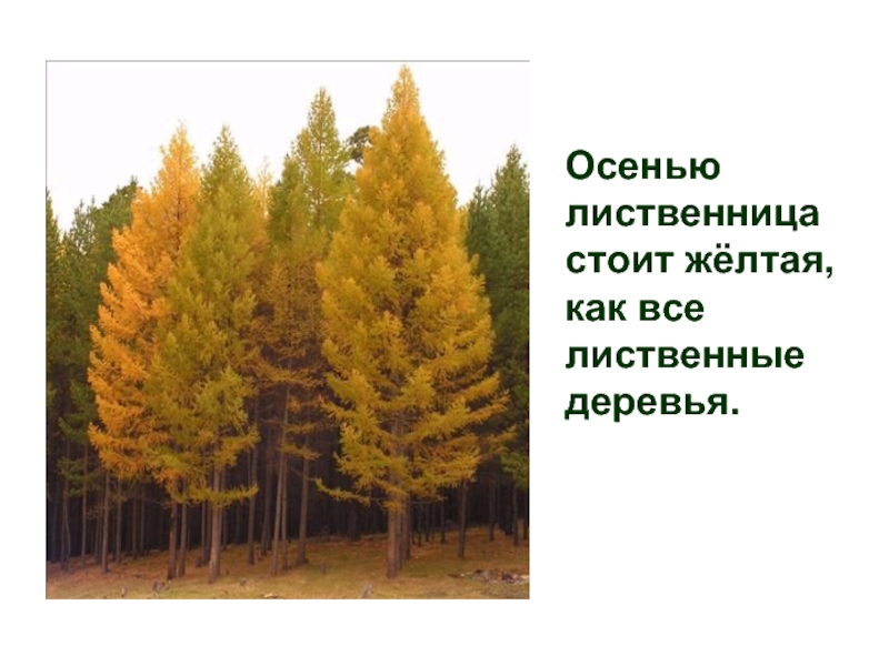 Осенью  лиственница  стоит жёлтая,  как все  лиственные  деревья.