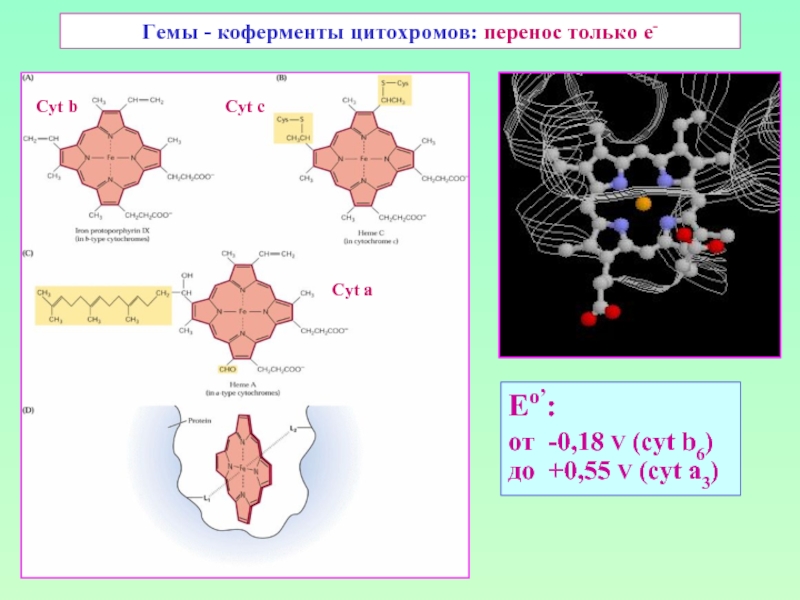 Гемы - коферменты цитохромов: перенос только е- Eо’: от -0,18 V