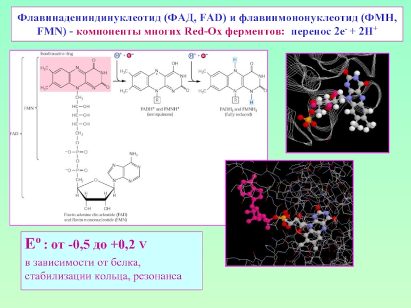 Флавинадениндинуклеотид (ФАД, FAD) и флавинмононуклеотид (ФМН, FMN) - компоненты многих Red-Ox