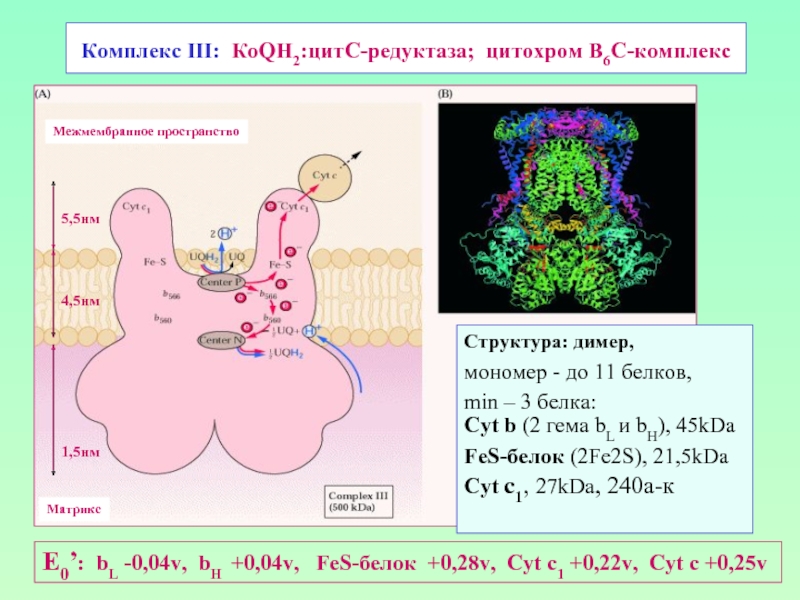 Комплекс III: КоQН2:цитС-редуктаза; цитохром В6С-комплекс Структура: димер,мономер - до 11 белков,min